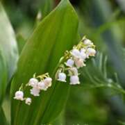 Muguet