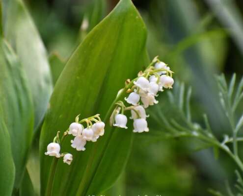 Muguet