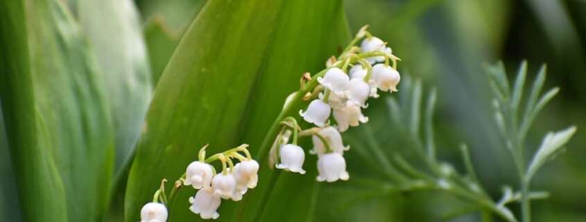 Muguet