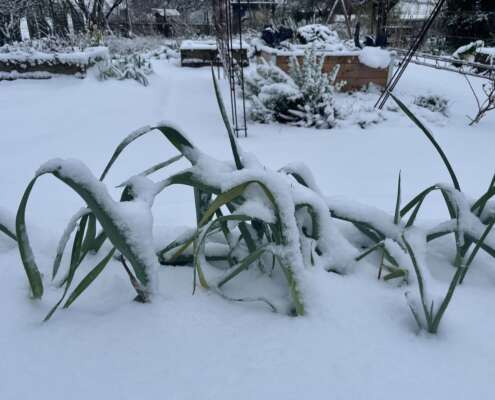 poireau sous la neige