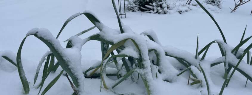 poireau sous la neige