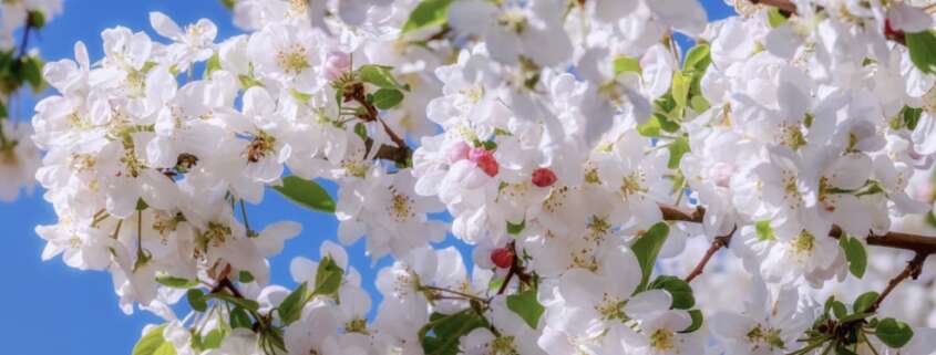 fleurs de pommier