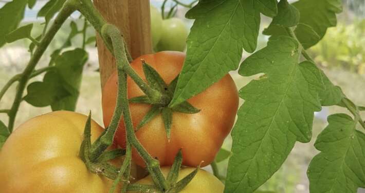 tomate presque mures