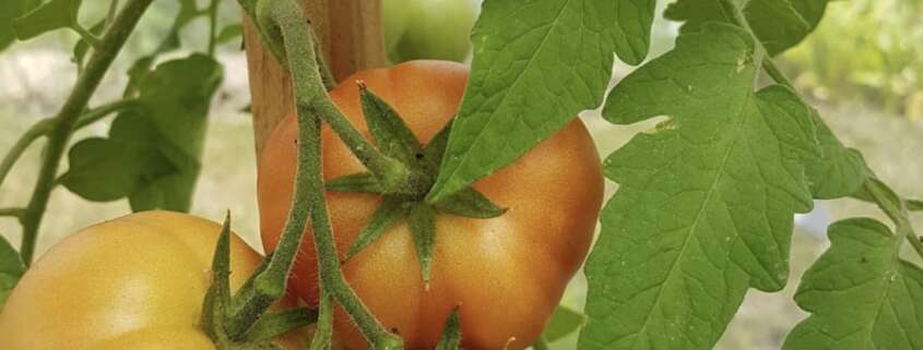 tomate presque mures