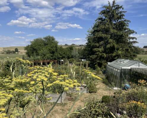 potager en été Mandres 2022