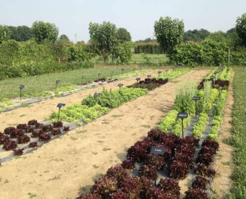 carre potager jardin d'essais la pause jardin