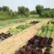 carre potager jardin d'essais la pause jardin