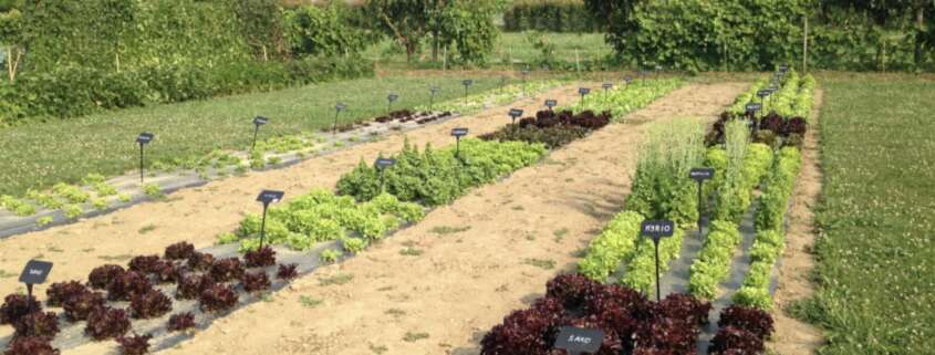 carre potager jardin d'essais la pause jardin