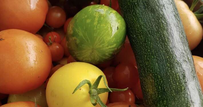 recolte tomate