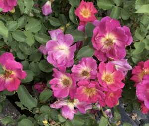 Rosier Naturen