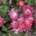 Rosier Naturen