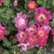 Rosier Naturen