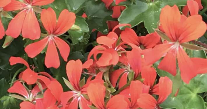 Geranium lierre