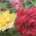 fleurs de rosier