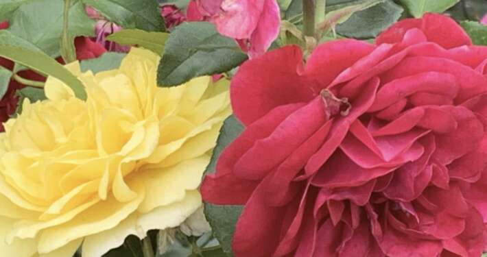 fleurs de rosier