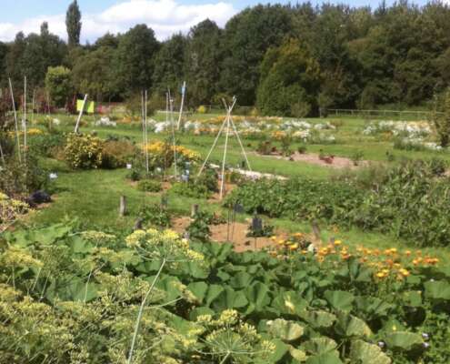 potager vue d'ensemble