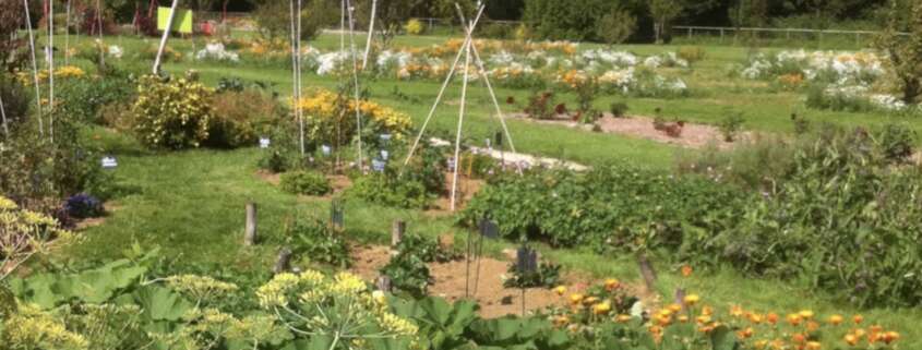 potager vue d'ensemble