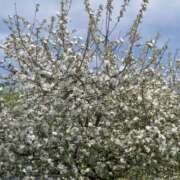 Pommier en fleurs