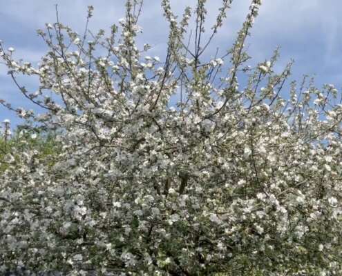 Pommier en fleurs