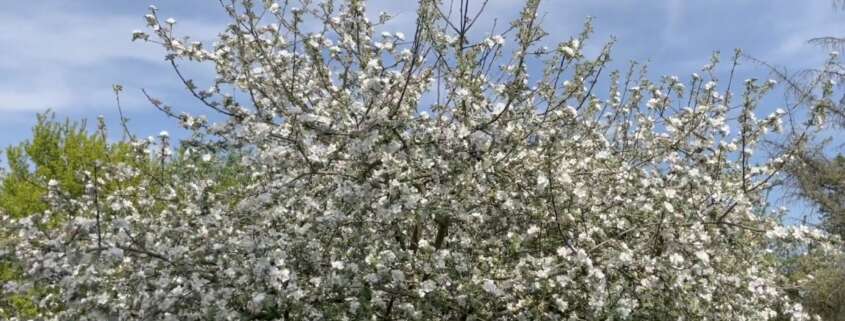 Pommier en fleurs