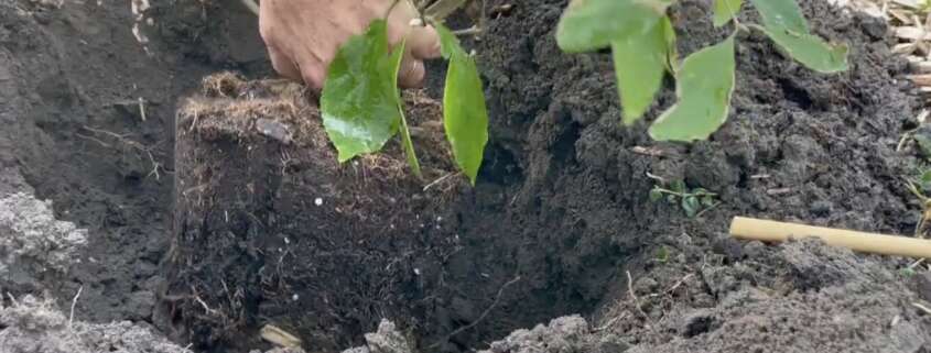 Plantation arbuste