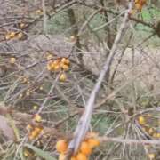 Argousier automne -Sea buckthorn