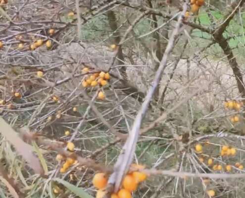 Argousier automne -Sea buckthorn