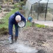 Les cendres au jardin