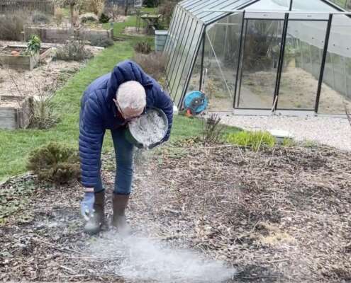 Les cendres au jardin