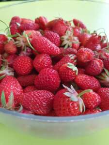 Fraises Mandres