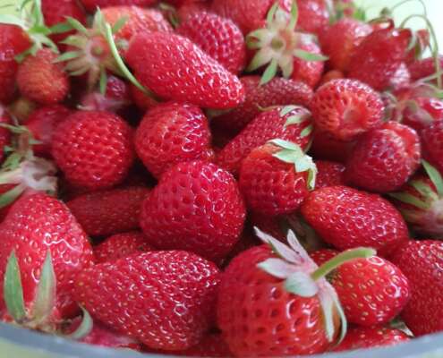 Fraises Mandres