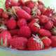 Fraises Mandres