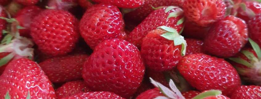 Fraises Mandres