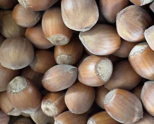 noisette