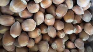 noisette