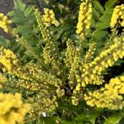 mahonia