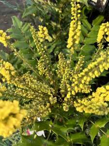 mahonia