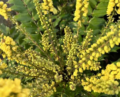 mahonia