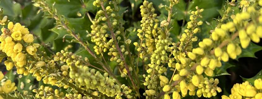 mahonia