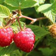 raspberries-1700485_1280